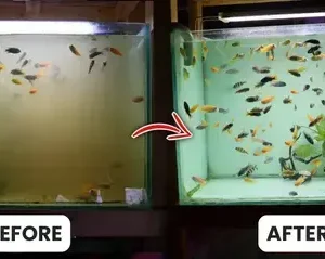 AEXZR® Aquariums Aqua-Guardian Blend